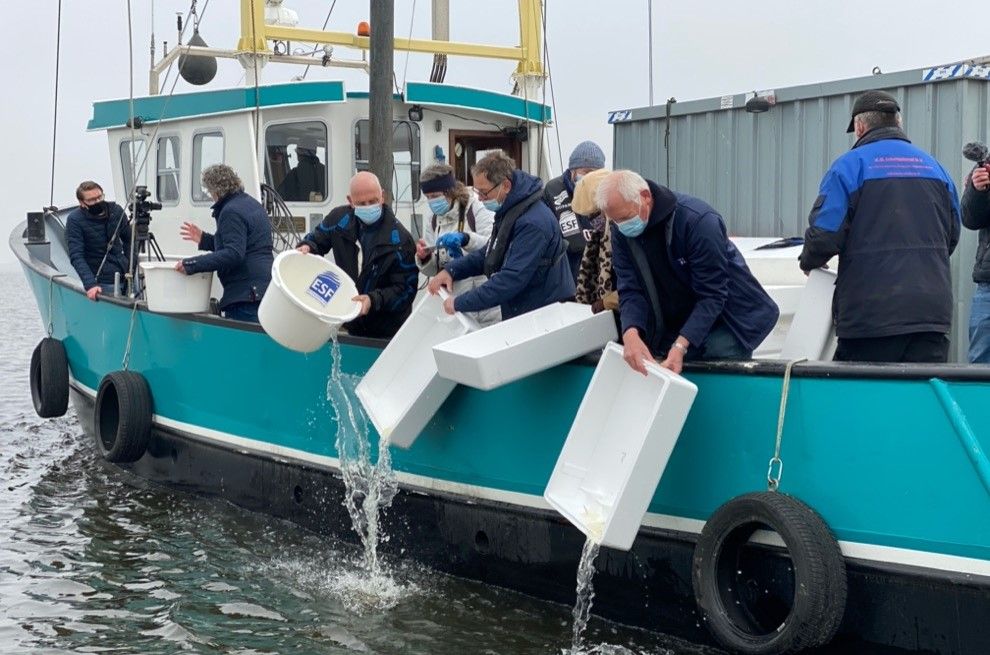 Uitzet van glasaal in Nederlandse wateren